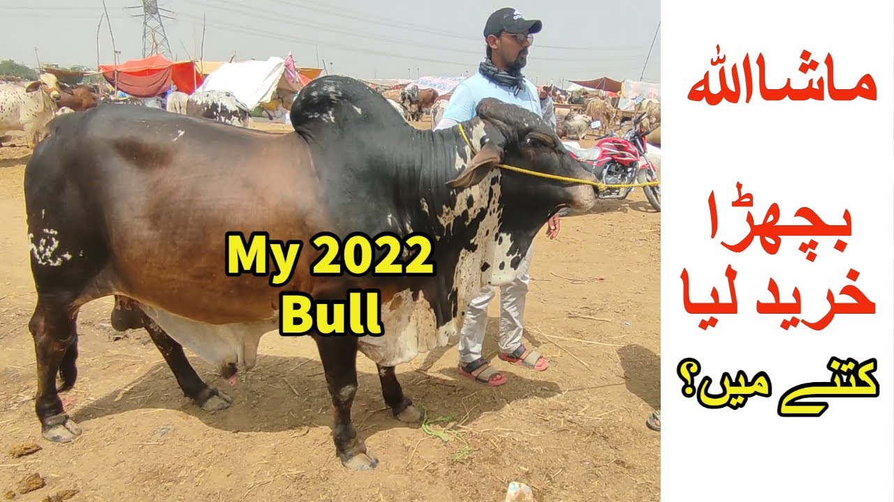 MashaAllah Bachra Kharid Liya | Sohrab Goth Mandi 2022