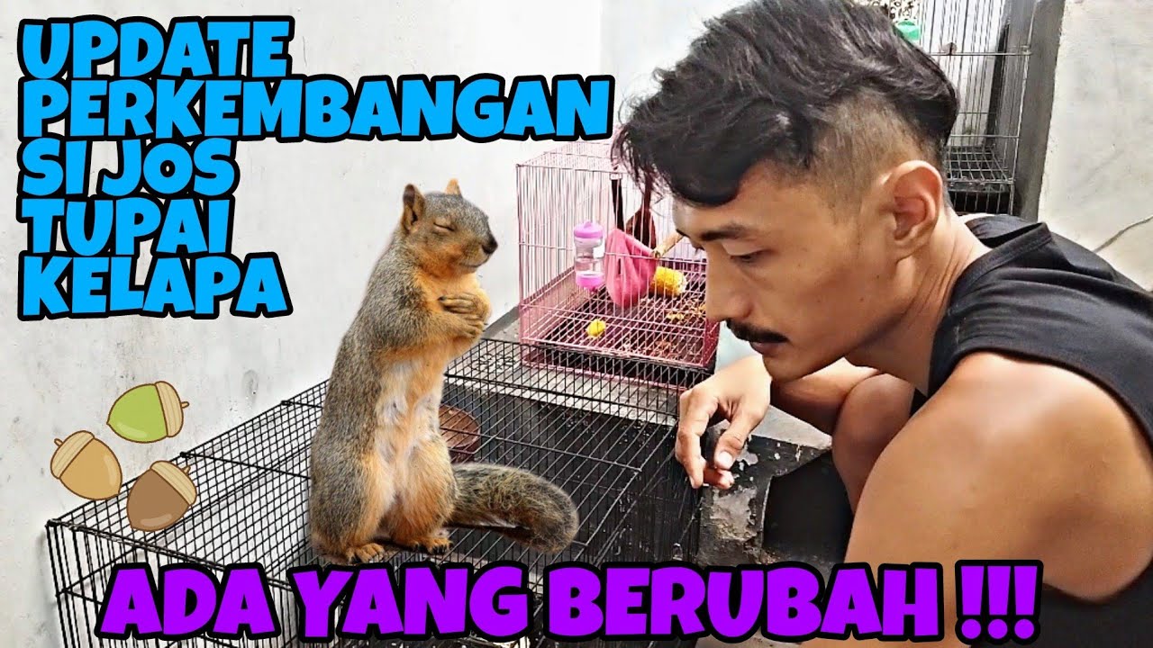 UPDATE PERKEMBANGAN SI TUPAI KELAPA, ADA YANG BERUBAH NIH SEKARANG !!! KENAPA DIA !!!