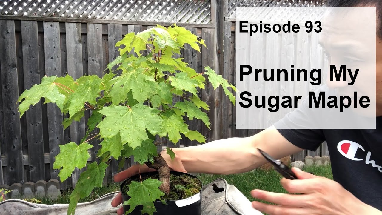 Episode 93, Pruning My Sugar Maple