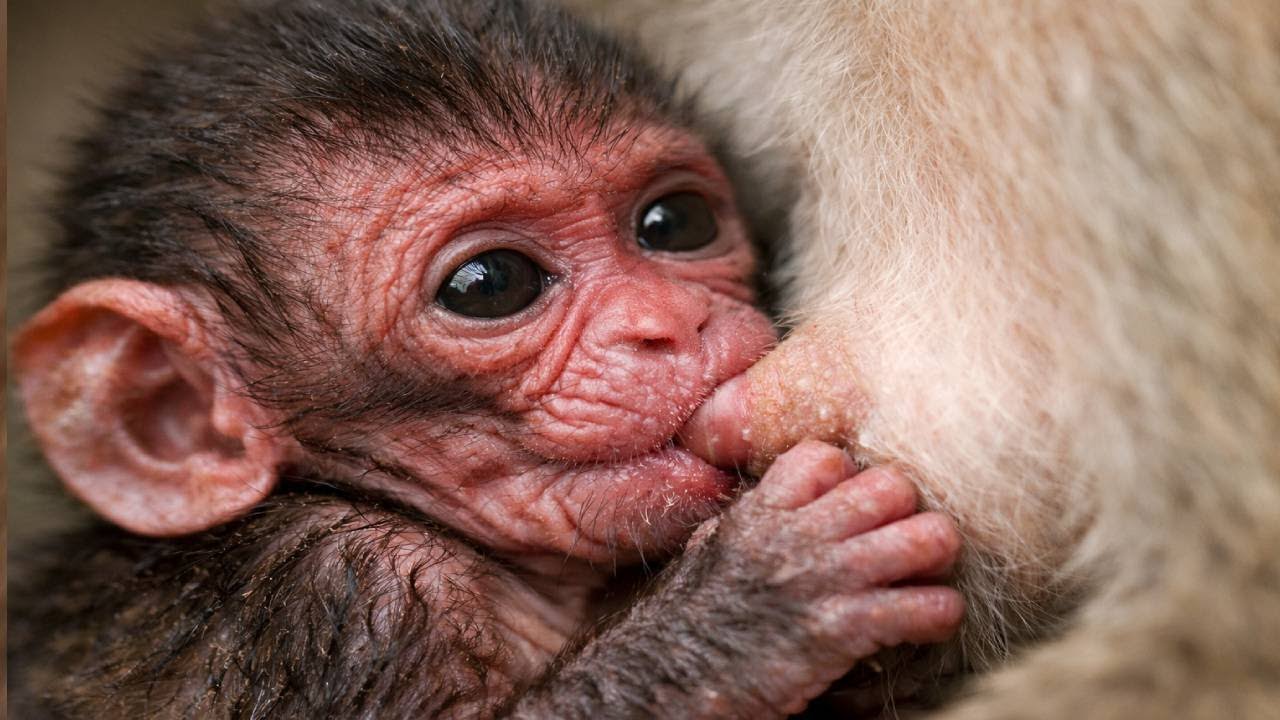 🔴 LIVE: Newborn Baby Monkey Feeding Time | Sleepy Drinking Compilation