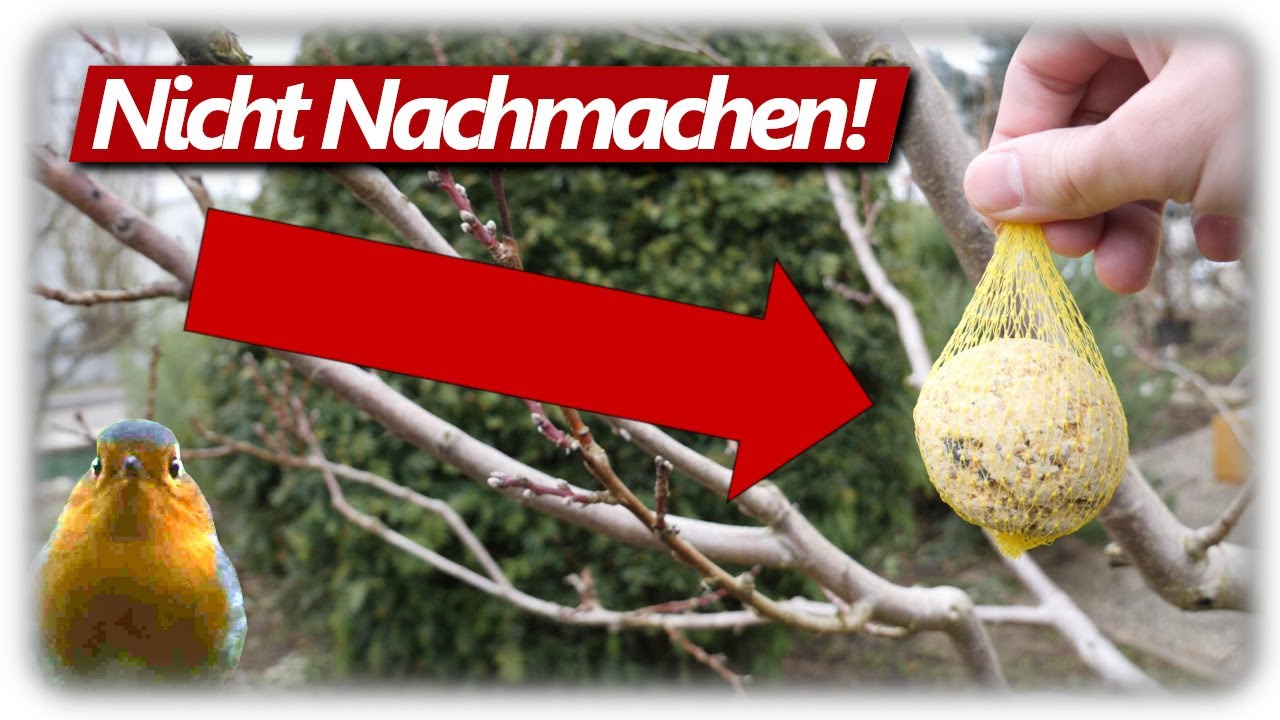 V&ouml;gel richtig f&uuml;ttern, Vogelf&uuml;tterung im Winter | Diese 10 Fehler vermeiden!