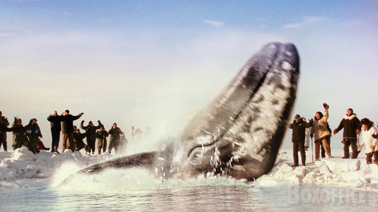 These whales are finally free | Big Miracle | CLIP