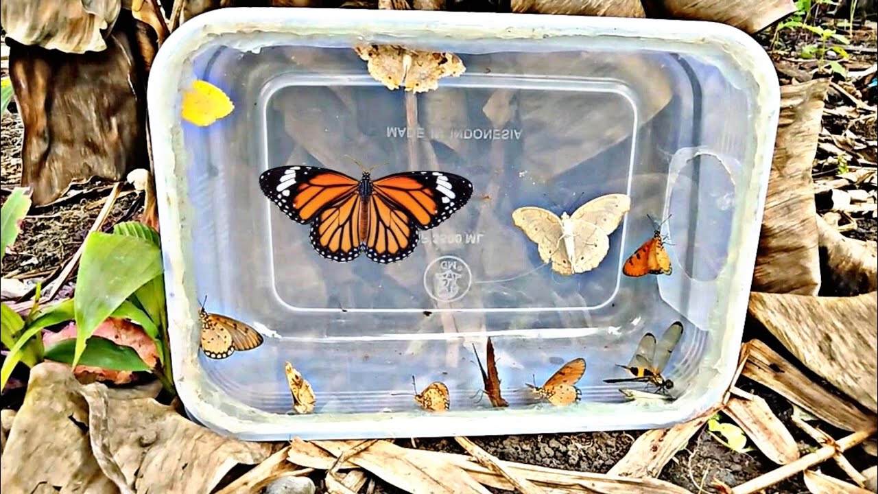 useful insects || hunt for butterfly and dragonfly of various colors