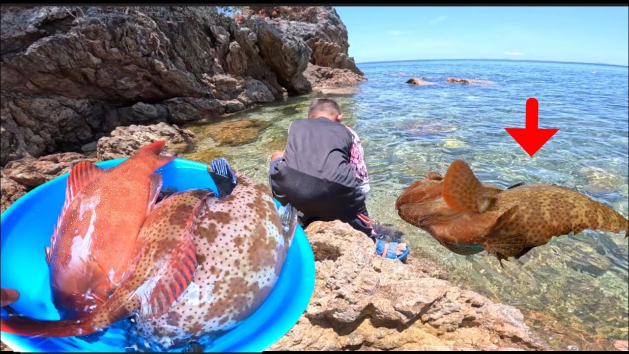 Natuklasang SPOT Hindi kumasya Ang mga Grouper jackpot!