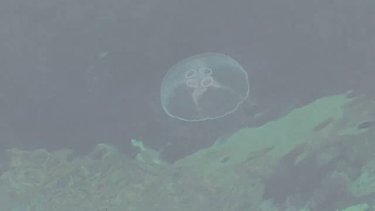 ПРОГУЛКА К МОРЮ..УТОЧКИ, НЫРКИ, МЕДУЗЫ....🌊🦆🪼