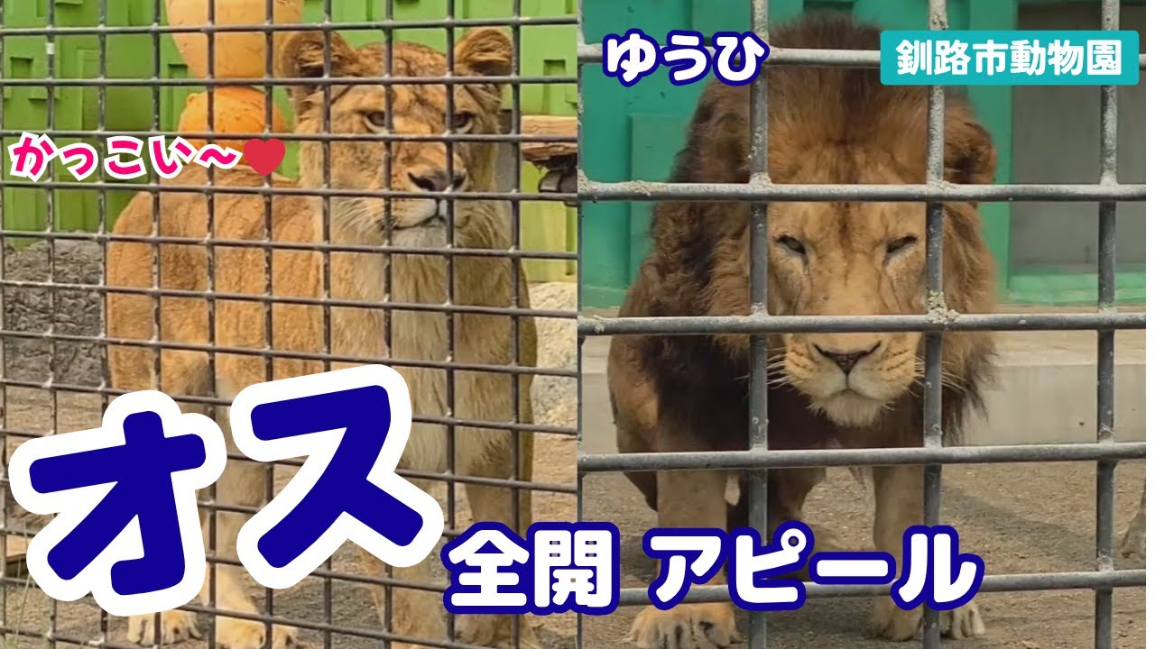 【釧路市動物園ライオン】フウにカッコ良い所を見せつけるゆうひ🦁🐱《2025.5.29》