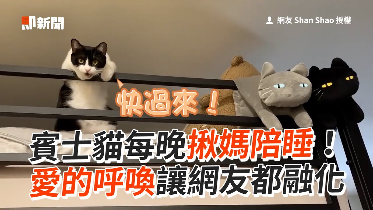 賓士貓每晚揪媽陪睡！愛的呼喚讓網友都融化｜寵物｜貓咪｜黏人｜撒嬌