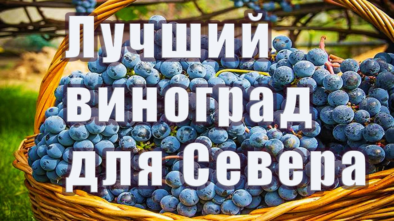 Лучший сорт винограда для выращивание на Севере в открытом грунте
