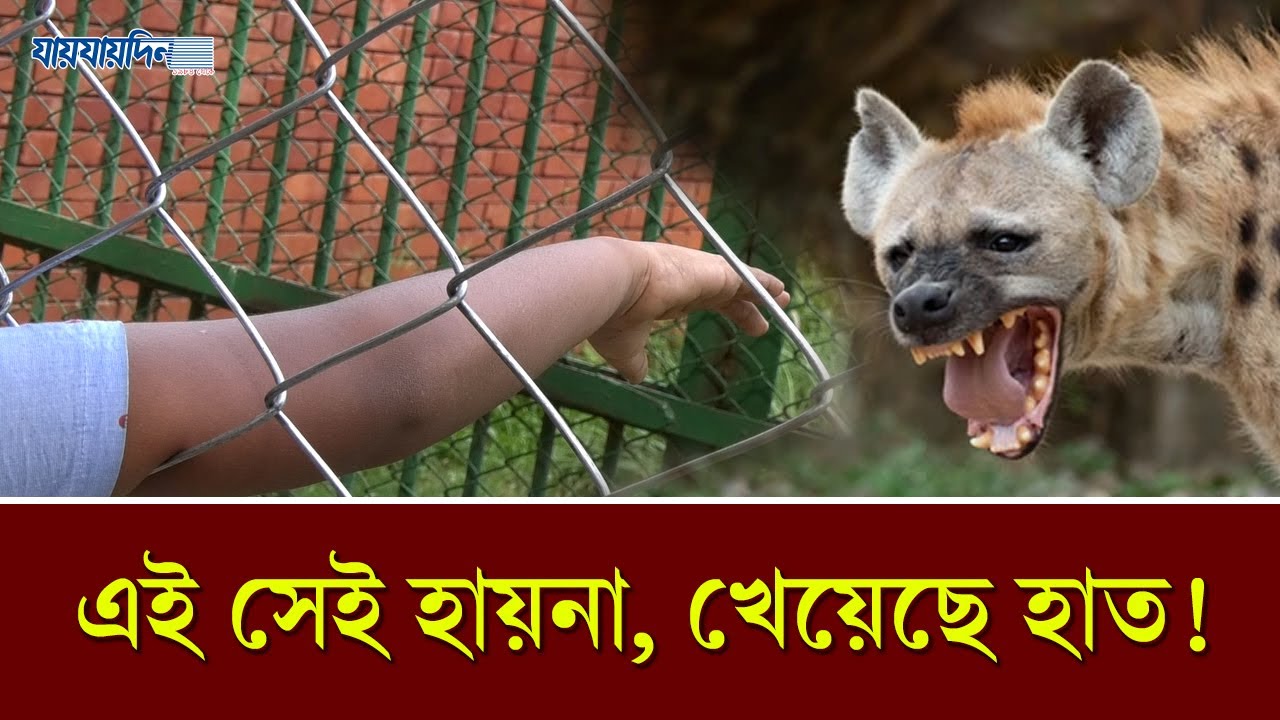 শিশুর হাত খেয়ে ফেলা হায়নাকে দেখতে মানুষের ভিড় | Daily Jaijaidin News Update