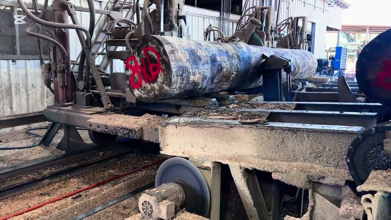 Sawing  8x12 Pine Timbers/ Satisfying Sawmill process