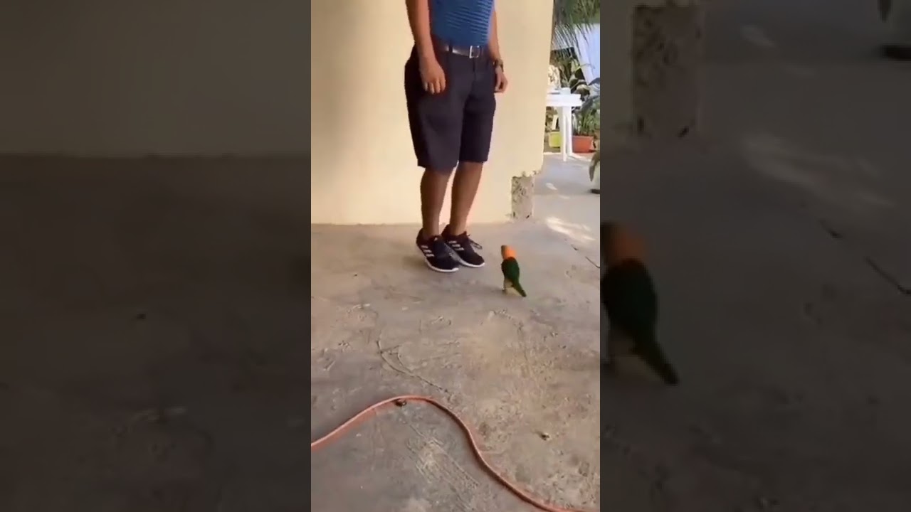 Dança dos pulinhos 🥰🥰 