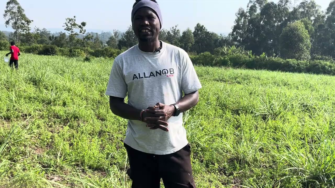 FERTILIZER APPLICATION IN SUGARCANE