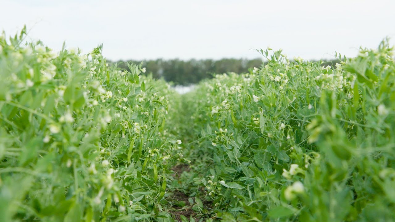 Waar groeien de groenten van HAK?