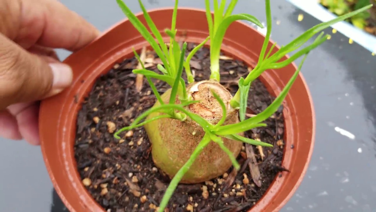 resultados y forma de la planta, pata de elefante.