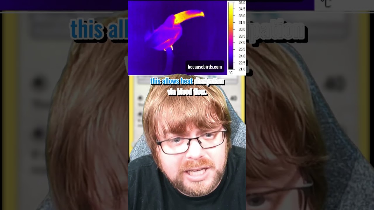 🦜 Pokemon Science: Toucannon 🦜