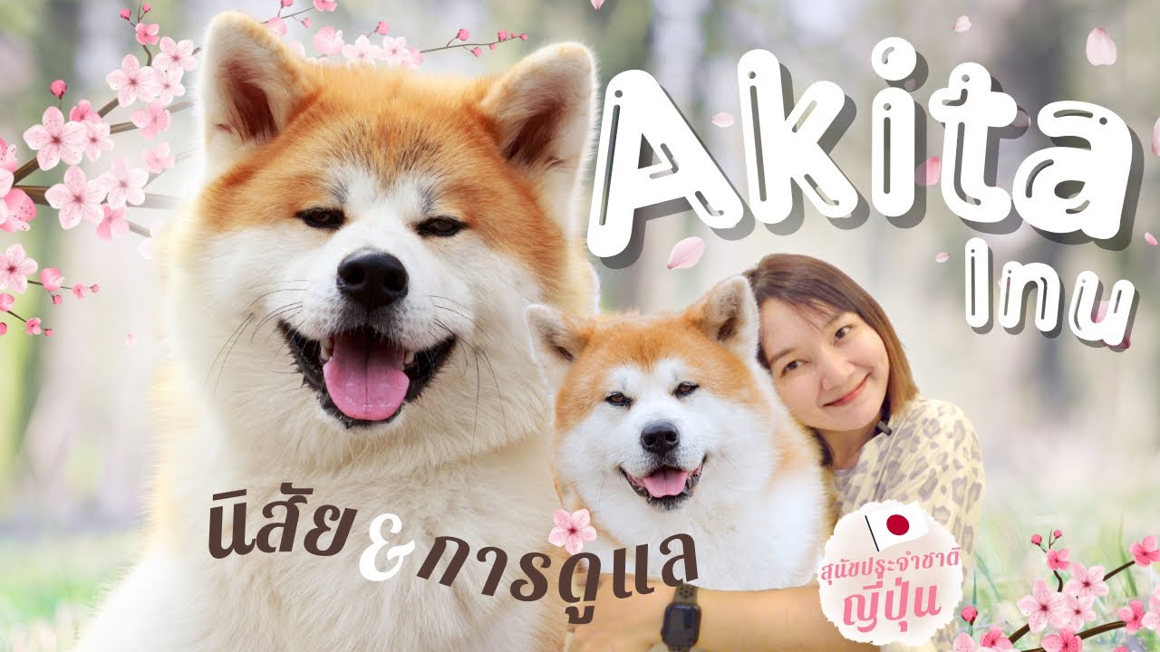 สุนัขสายพันธุ์ อาคิตะ อินุ รู้จักนิสัยของสายพันธุ์ Akita Inu (EP.47)