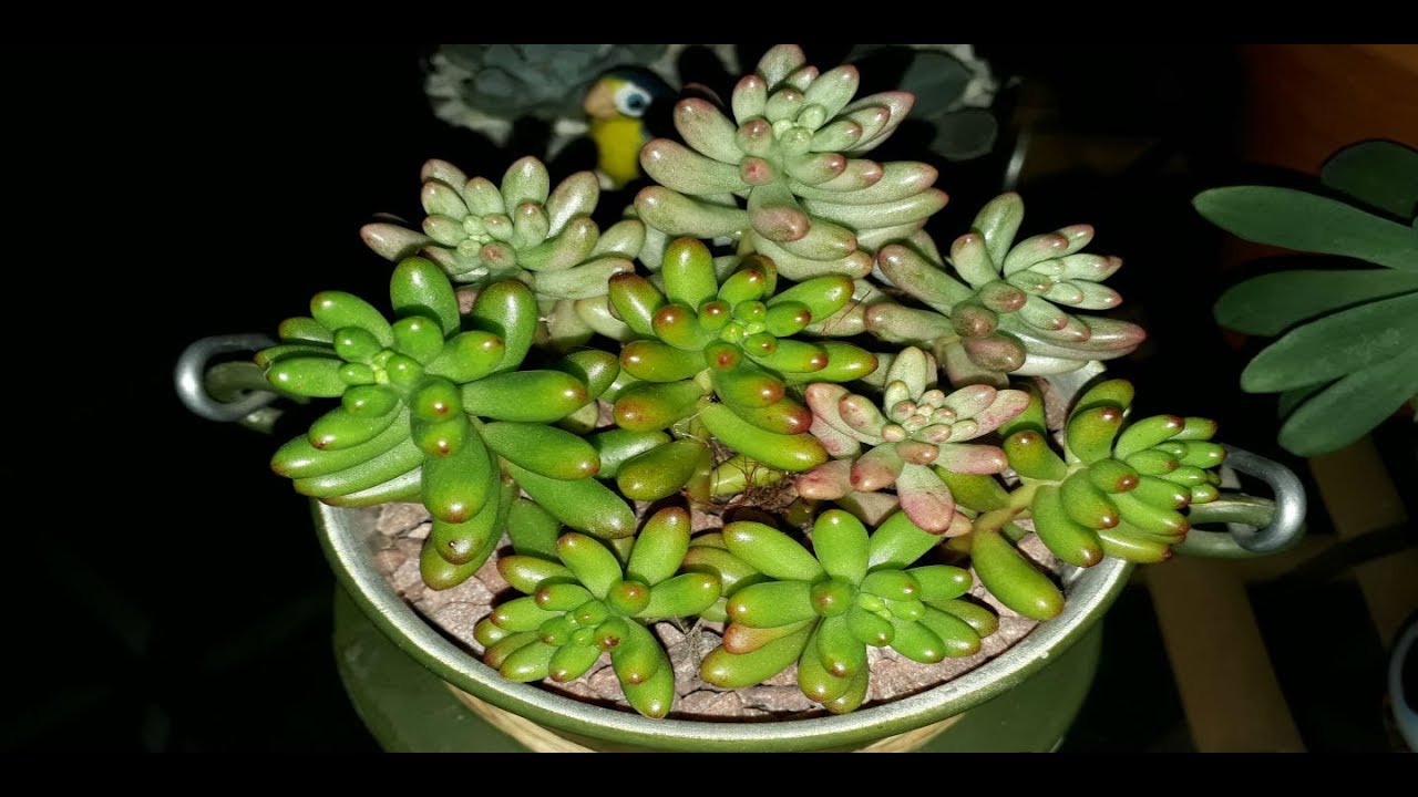 MEUS SEDUNS E CUIDADOS #DESAFIO