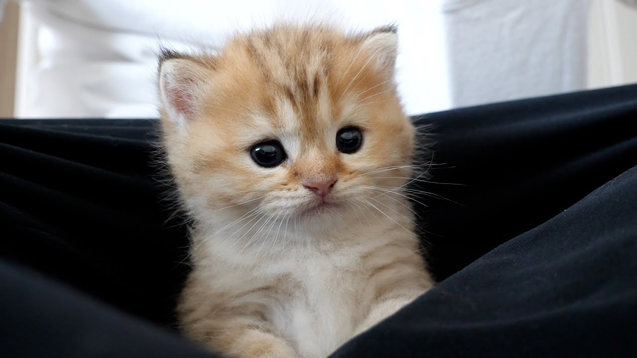 Here is a collection of recent cute scenes of my cats!