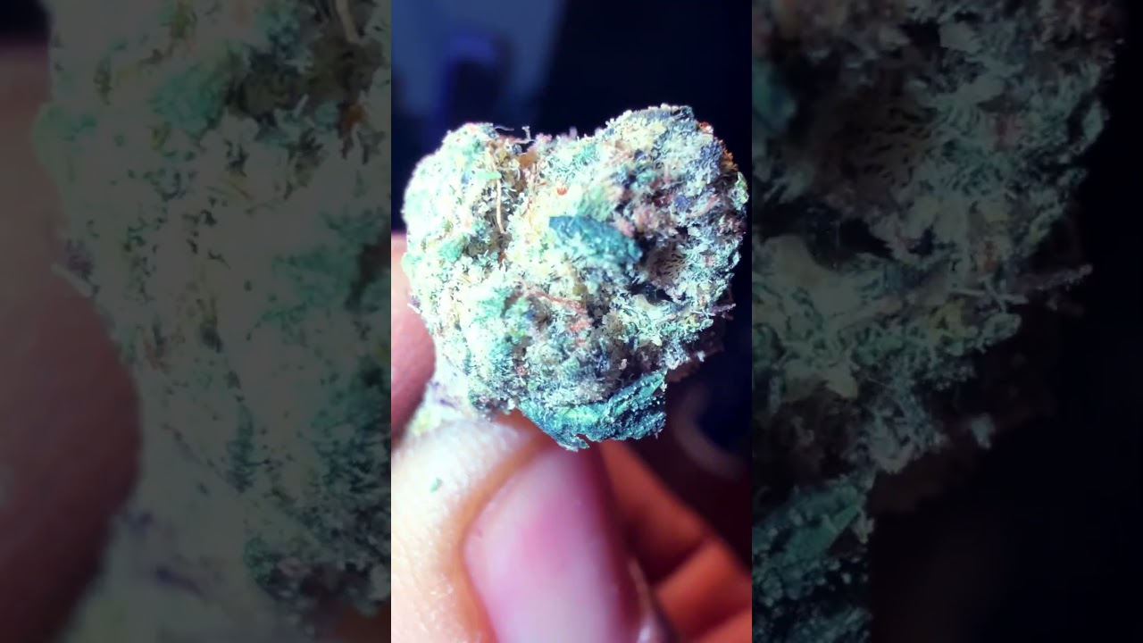 Grease Monkey THCA Flower From Venera Canna Close Up