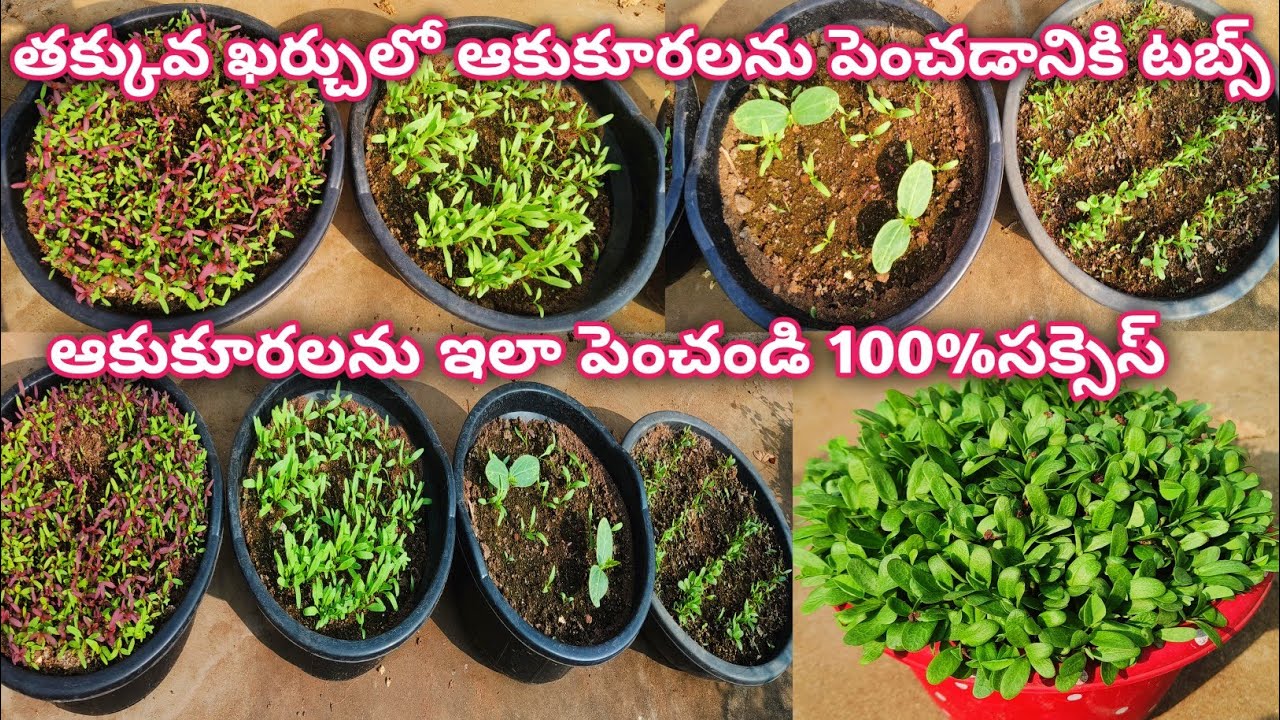 ఆకుకూరలను ఇలా పెంచండి 100%సక్సెస్ అవుతారు |How to grow leafy vegetables easily at home?