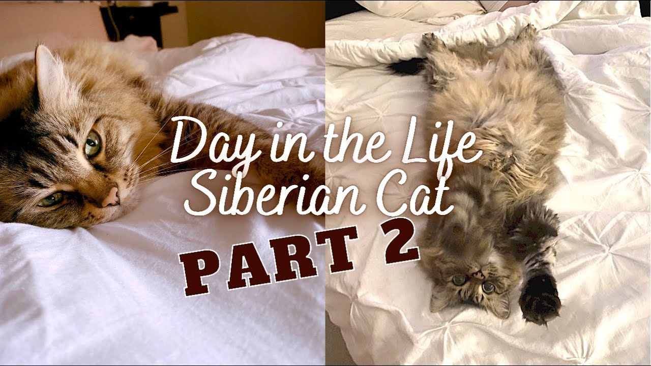 A DAY IN THE LIFE OF A SIBERIAN CAT (PART 2) | Siberian cat personality | Walking a cat