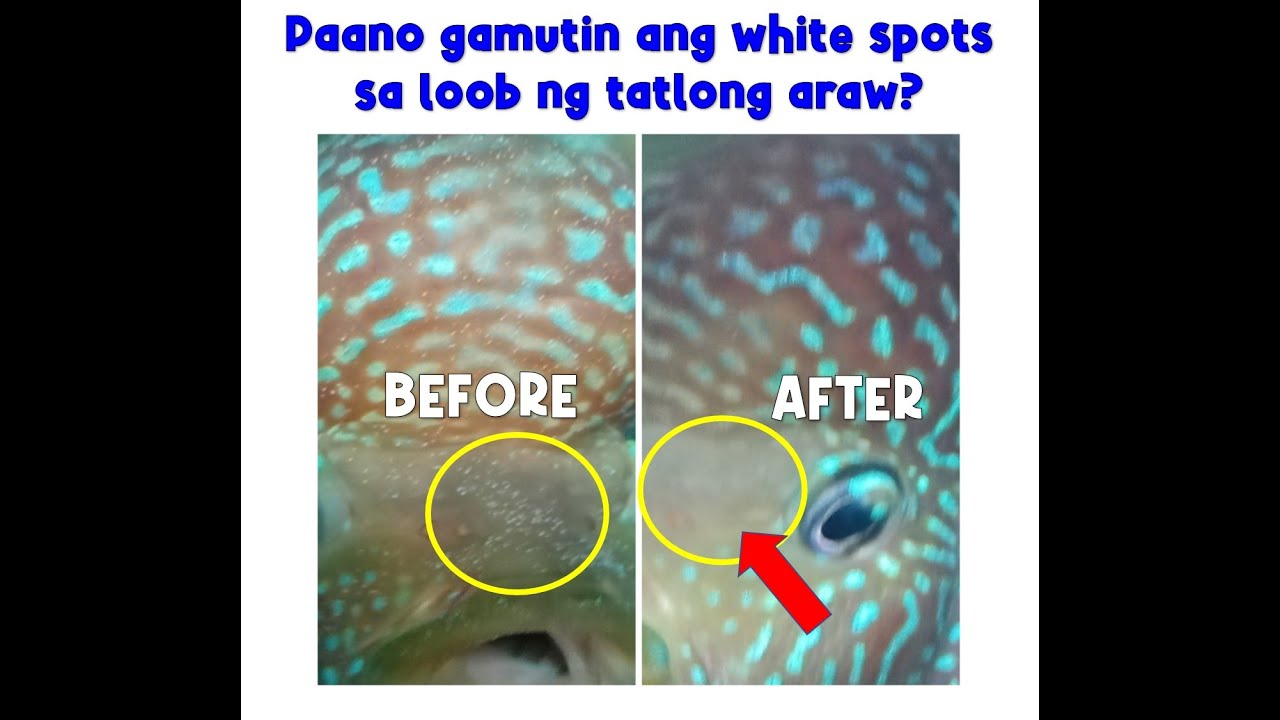 How to cure white spots in just 3 days? (Paano gamutin ang white spots sa loob ng tatlong araw?