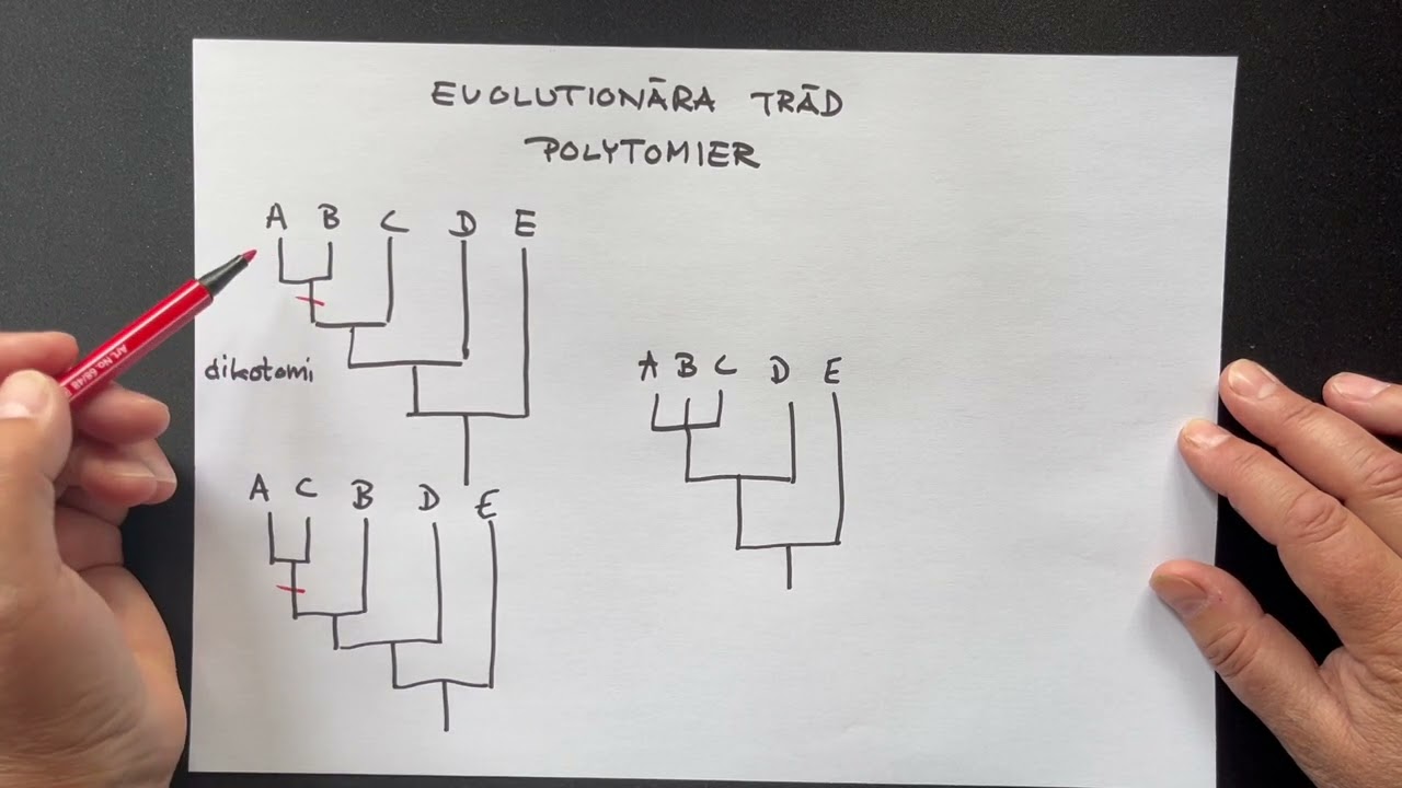 Evolutionära träd – Begreppet polytomi