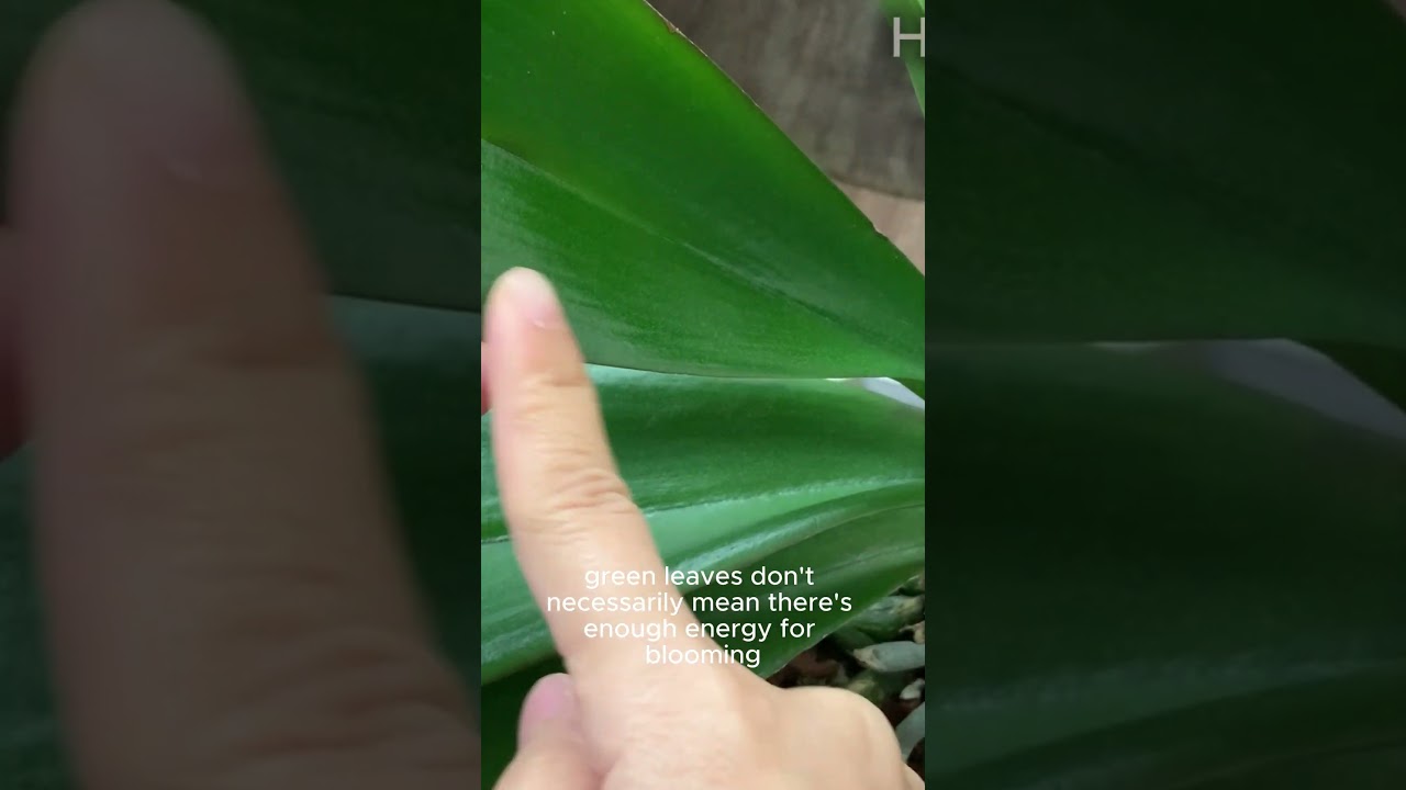 Healthy Orchid But No Blooms? 🌱