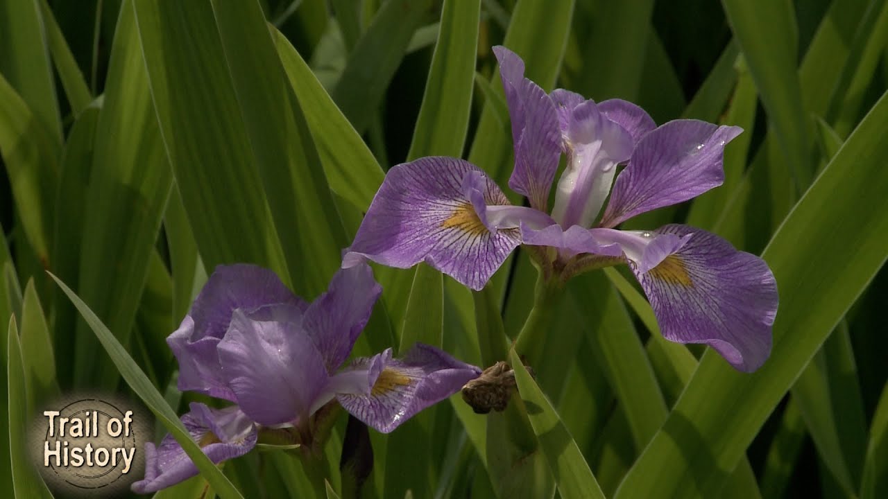 Trail of History - Historic Gardens