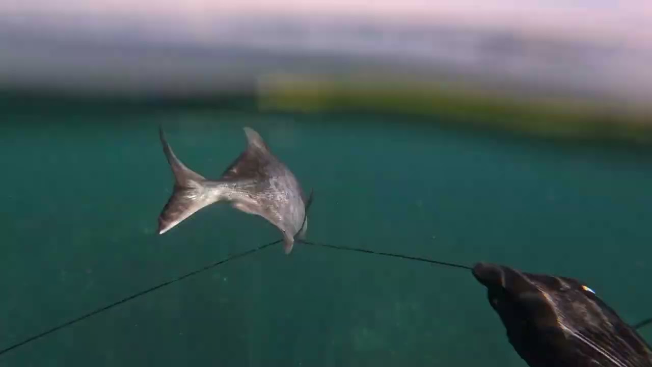 Spearfishing the rocky cliffs of Victoria