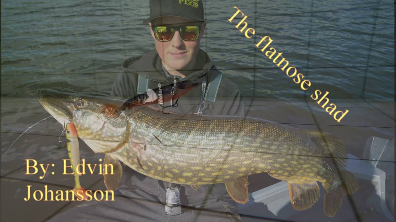 The Flatnose shad by Edvin Johansson 18cm ock 55gr