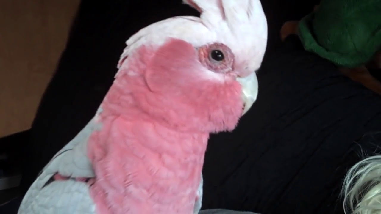 Galah MIMICS Husband's Allergies to BIRDS!