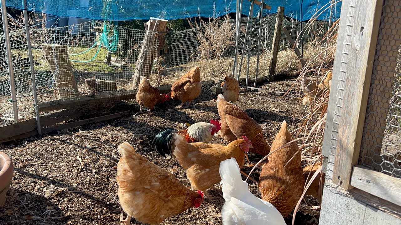 January 8th: CHICKENS and HK CHIBA! 