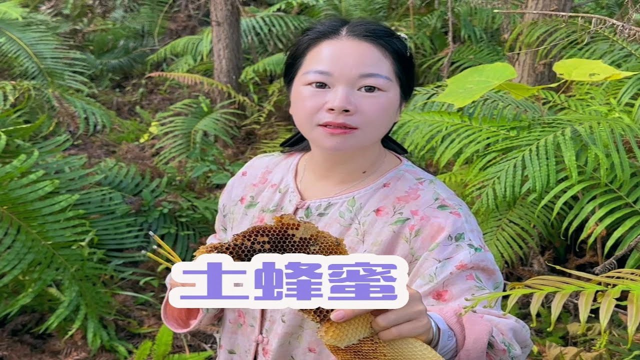 秋子跟老表进山取蜂蜜，上次被蜇的经过还历历在目，腿都还在肿