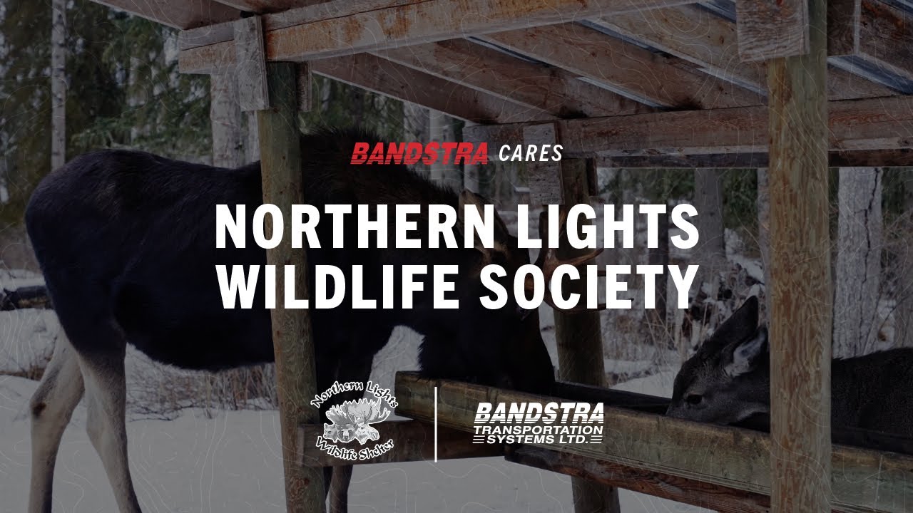 Bandstra Cares: Northern Lights Wildlife Society