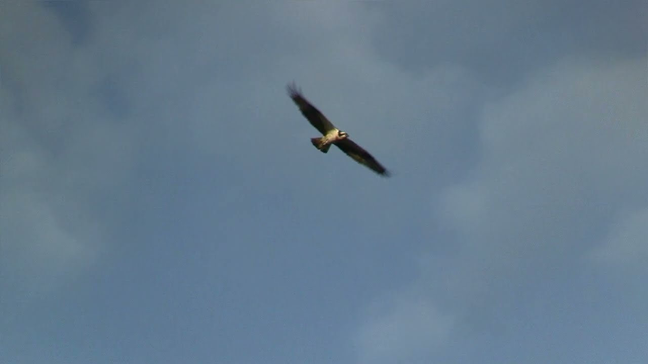 Osprey/Fiskgjuse hunting along Fyris&aring;n/Fyris Creek, Uppsala, Sweden