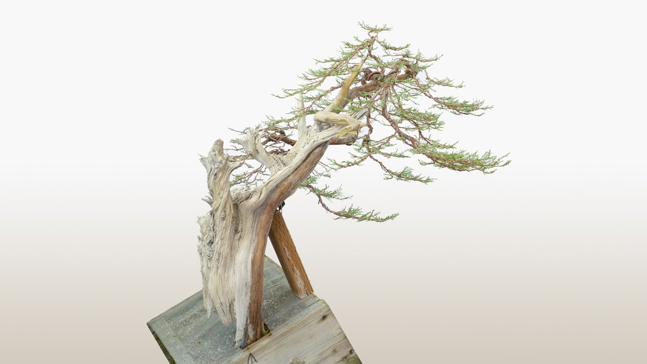 Rocky Mountain Juniper - Time Lapse