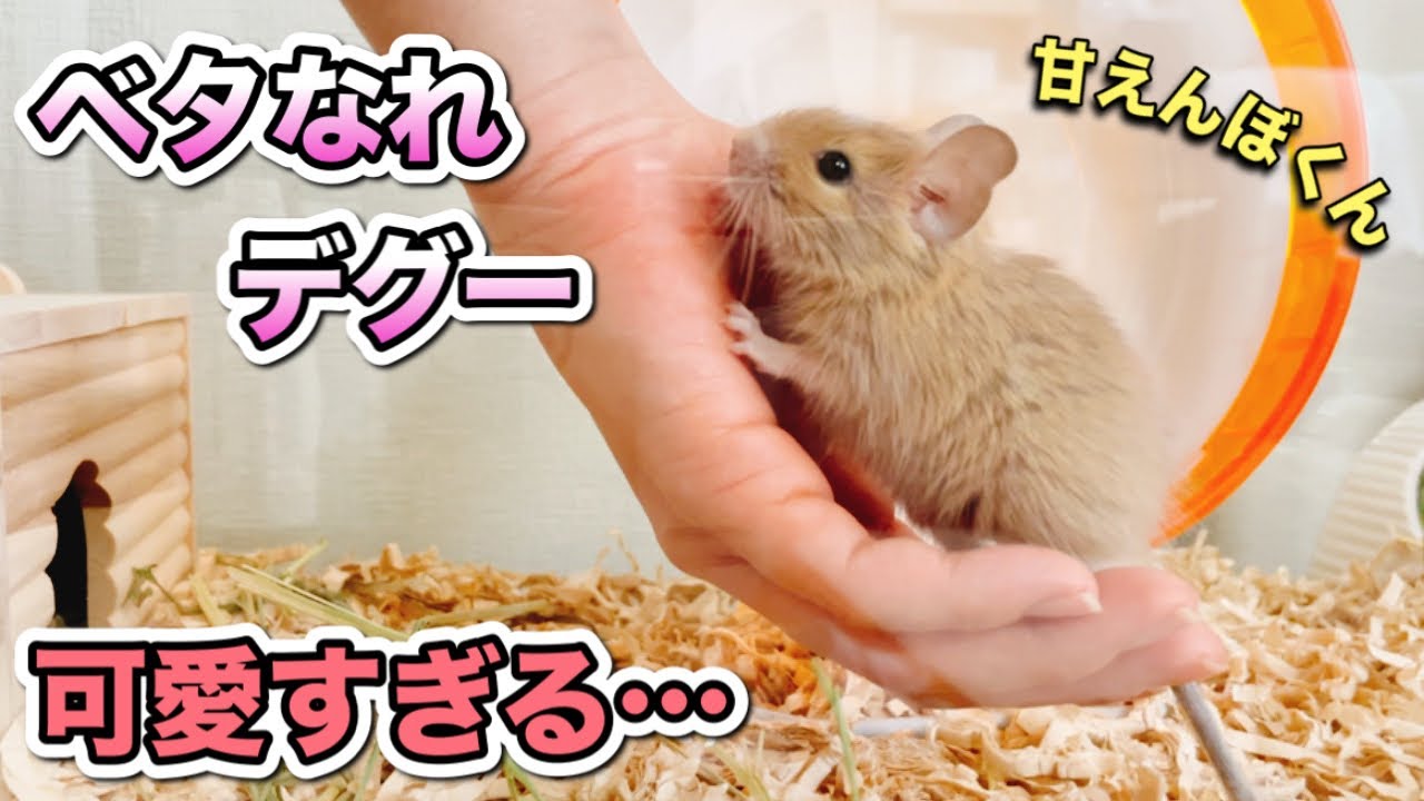 【ベタなれ】お迎え直後から甘えんぼなデグー【 Friendly degu 】