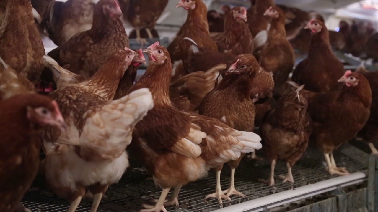 Freedom Food approves first UK Aviary System at Potters Poultry