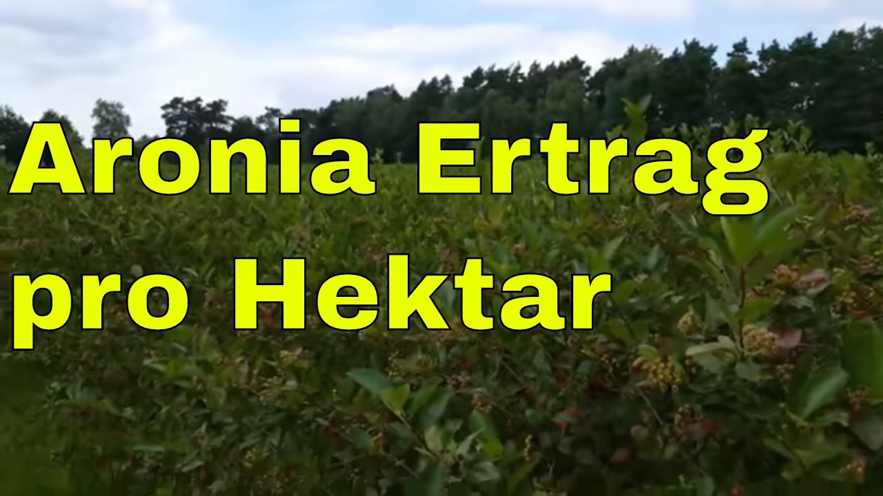 Aronia Ertrag pro Hektar Menge an Aroniabeeren auf einem Hektar