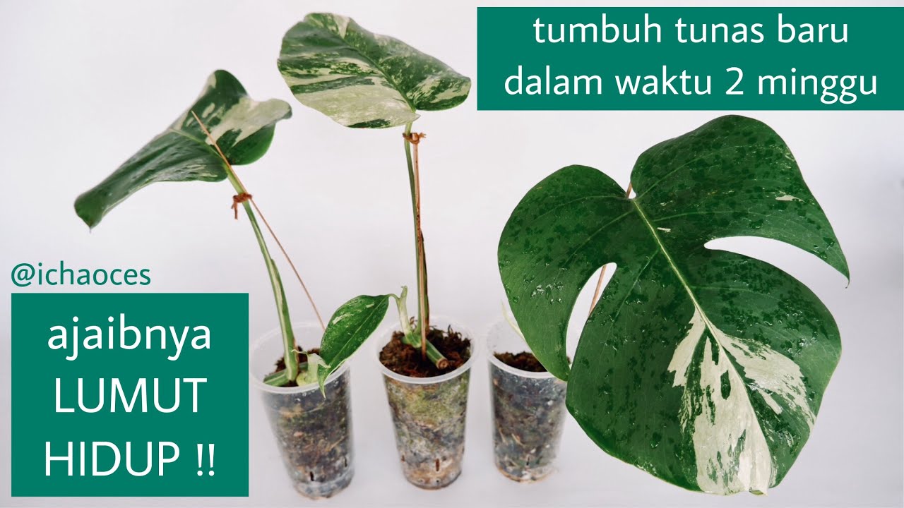 Perkembangan Stekan Monstera Variegata (Cara Mudah Memperbanyak Monstera Variegata)