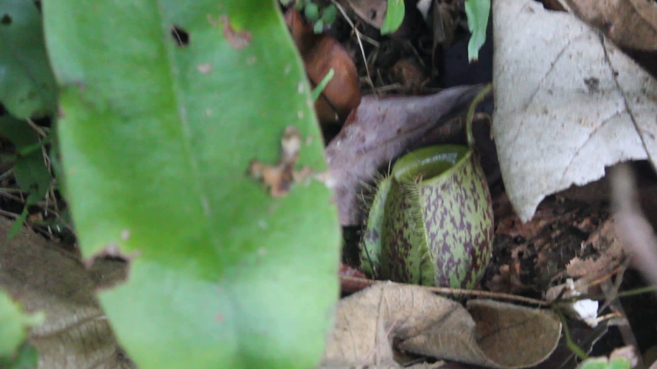 Nepenthes Bicalcarata - Nepenthes Ampullaria - Borneo - Lambir Hill