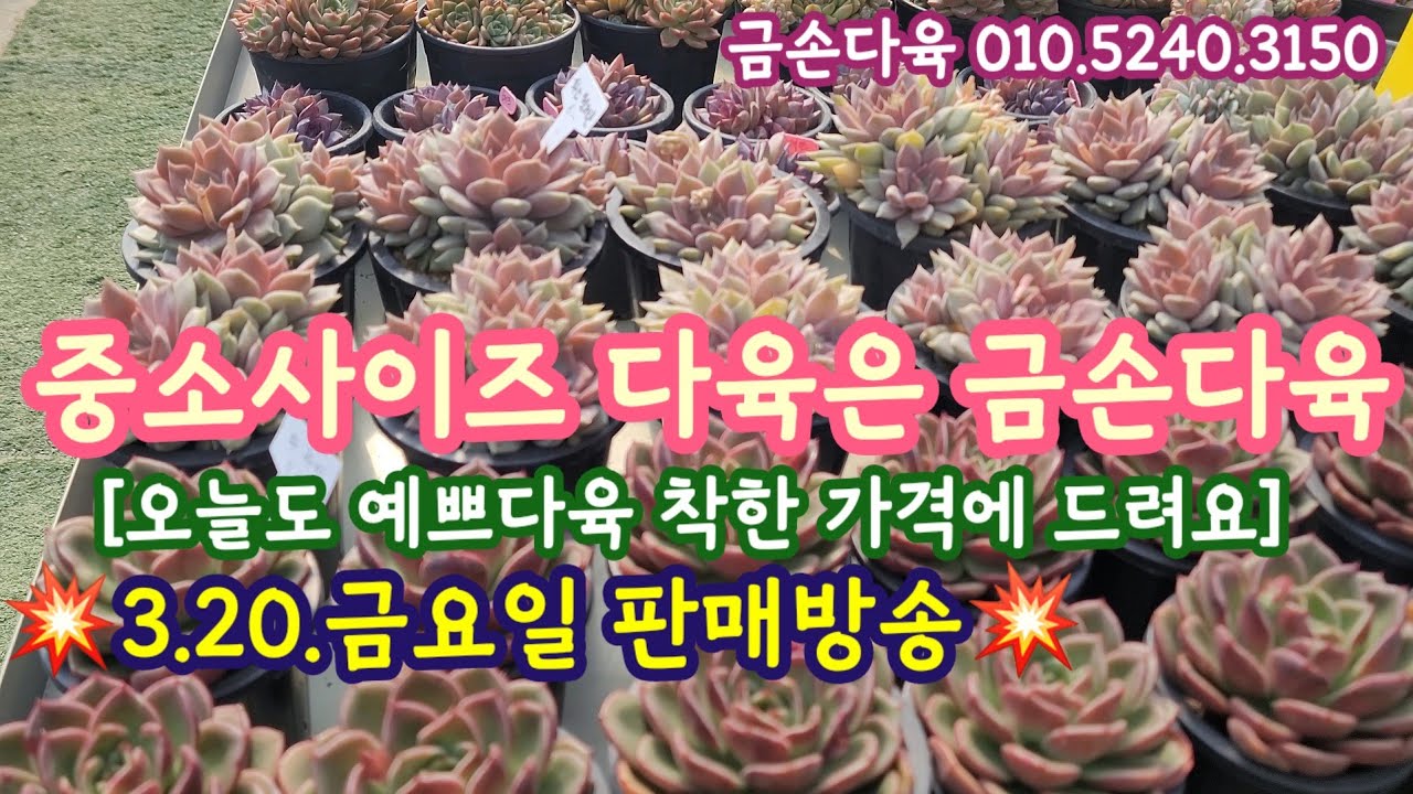 3.20.금요일 판매방송💥중소사이즈 다육이는 역시 금손다육 010.5240.3150 💥
