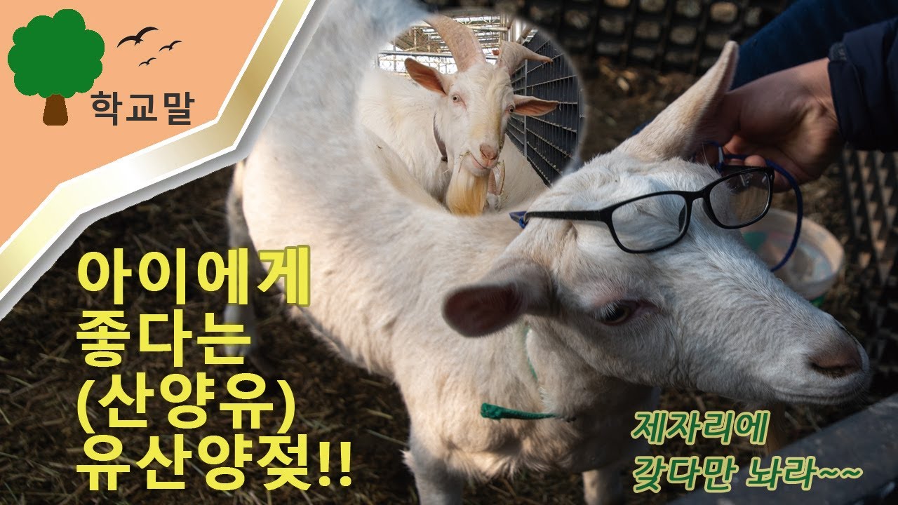 유산양(산양)키우기 노하우 관리법 연매출