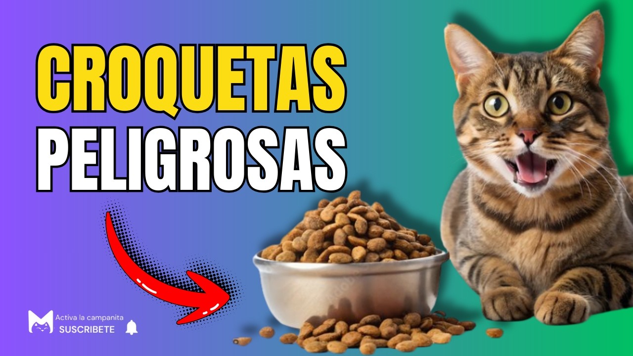 15 croquetas que dañan a tu gato (y no lo sabías)