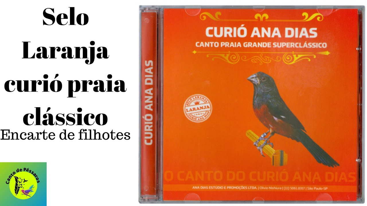 Selo laranja curi&oacute; praia cl&aacute;ssico Ana Dias