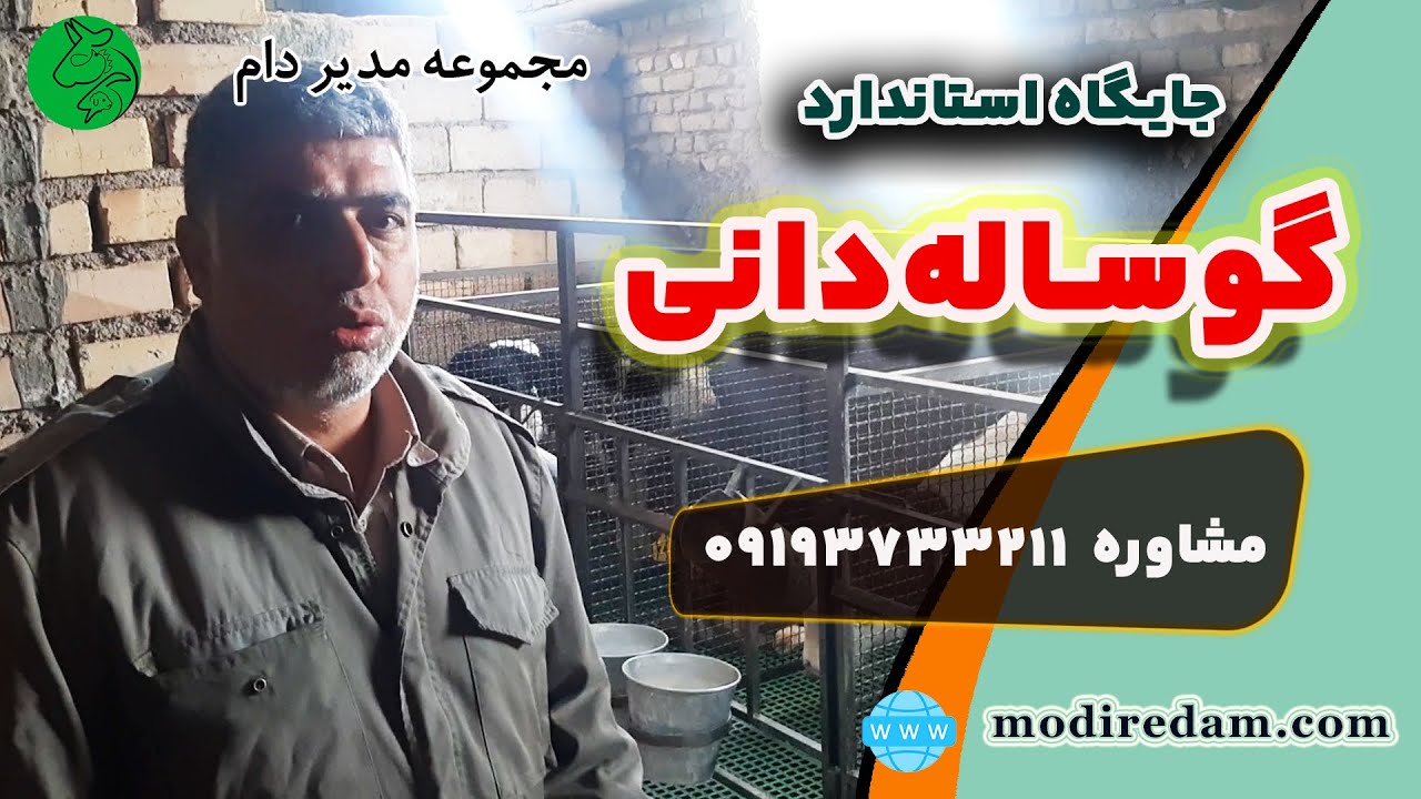 راهنمای نگهداری از گوساله‌ها و طراحی جایگاه مناسب گوساله‌دانی