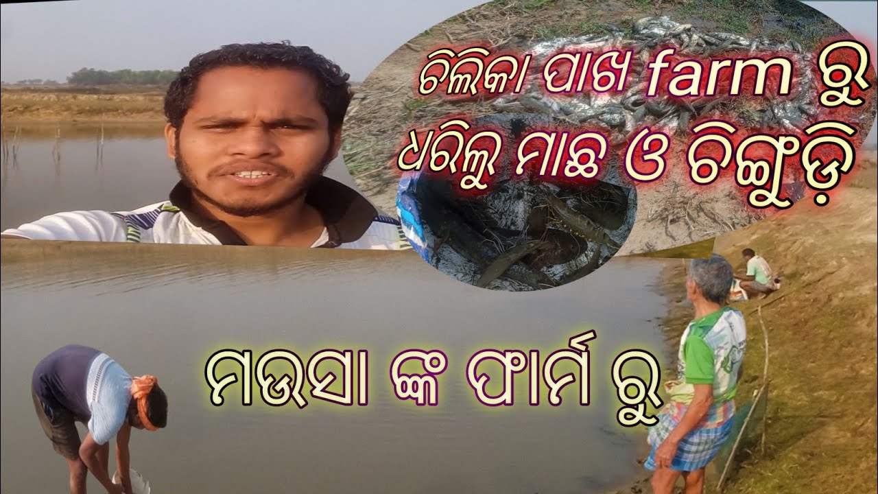 ବୁଢା ମଉସା ଙ୍କ ଫାର୍ମ ରୁ ଧରିଲୁ ମାଛ ଓ ଚିଙ୍ଗୁଡ଼ି🐟🐟🐟🦐🦐🦐#odia vlog#vlog#life style#fishing