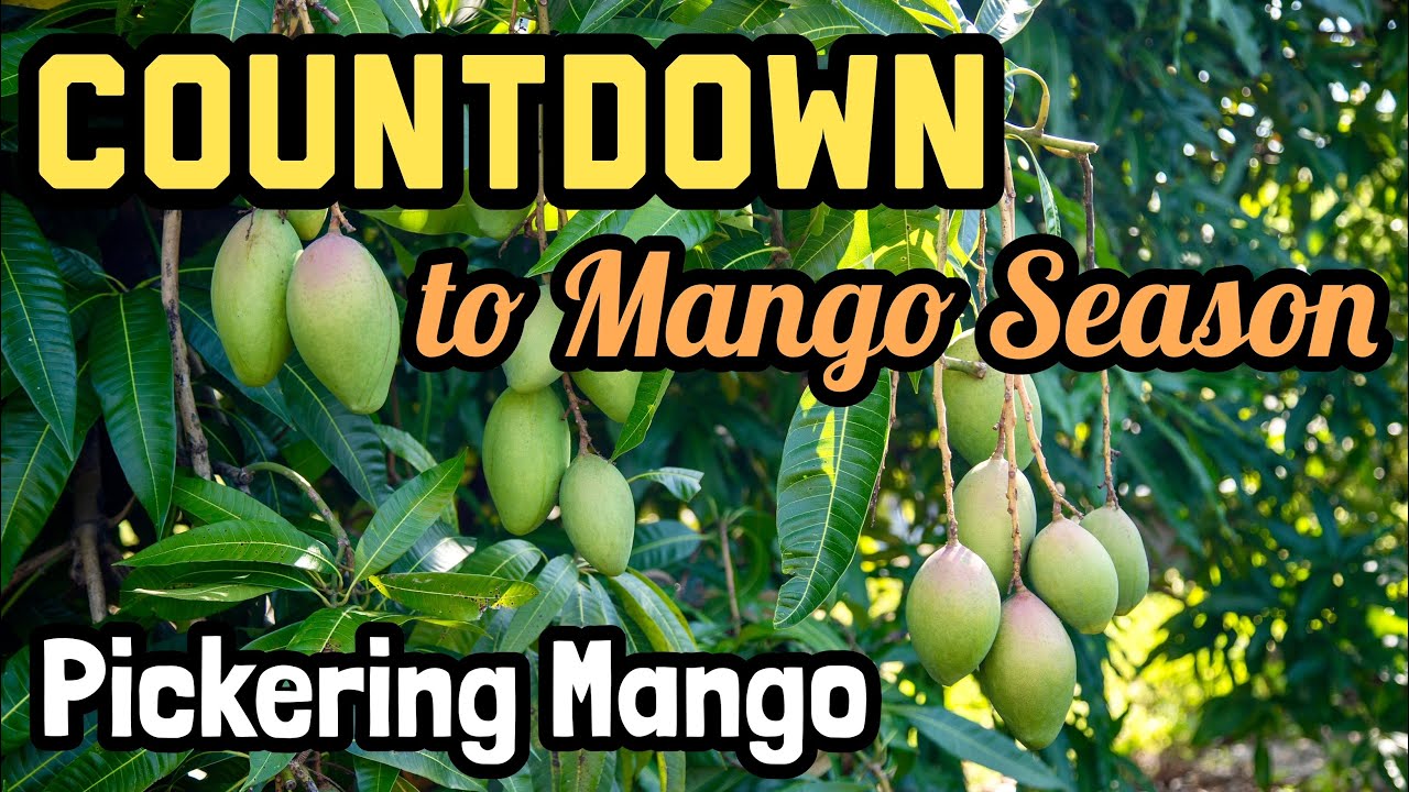 Countdown to Mango Season 2024 | 'Pickering' Mango