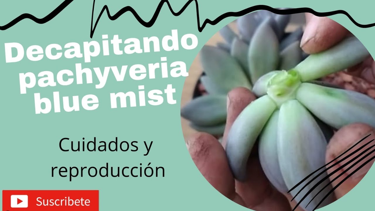 decapitando pachyveria blue mist